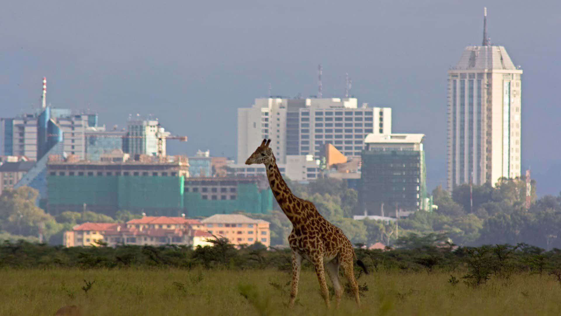 Best Nairobi Areas for Rental Investment: Buyer Criteria